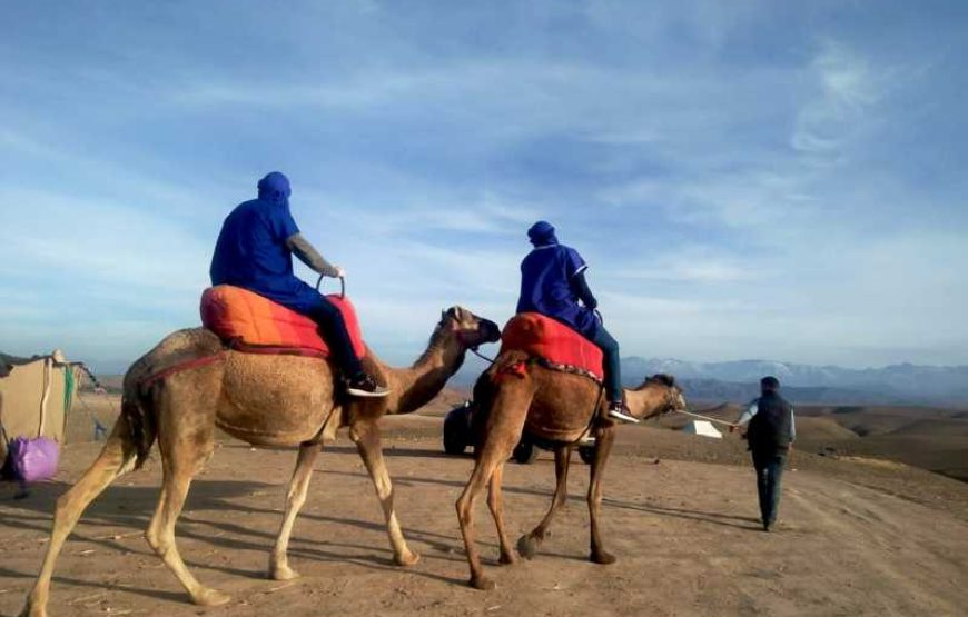 Dromadaire au désert d’Agafay