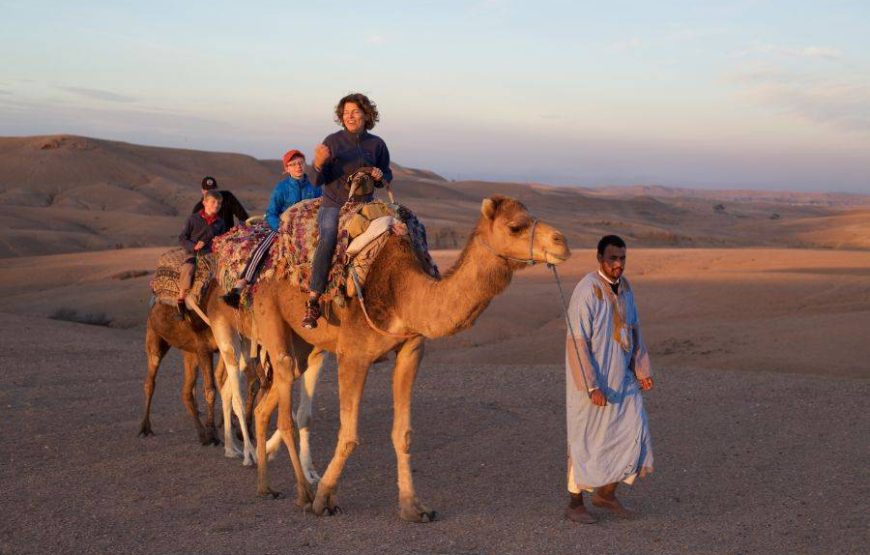 Dromadaire au désert d’Agafay