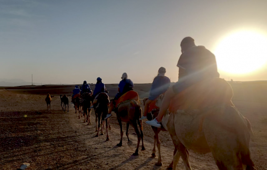 Buggy et dromadaire au coucher du soleil au désert d’Agafay