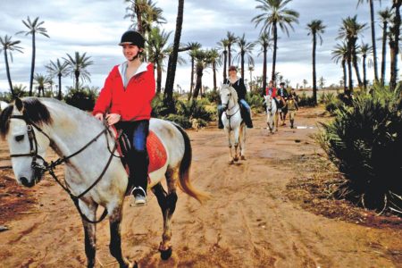 Exploration Équestre : Découvrez la Palmeraie de Marrakech à Cheval